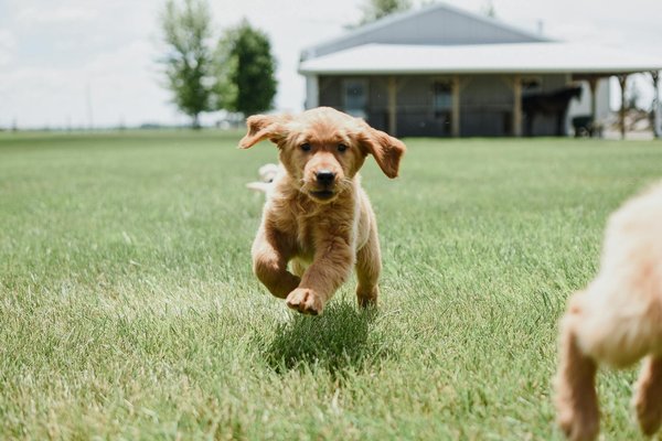 Conseils de vétérinaires pour les sports canins