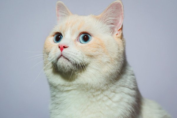 Adopter un chat : le guide complet pour trouver votre ami poilu !