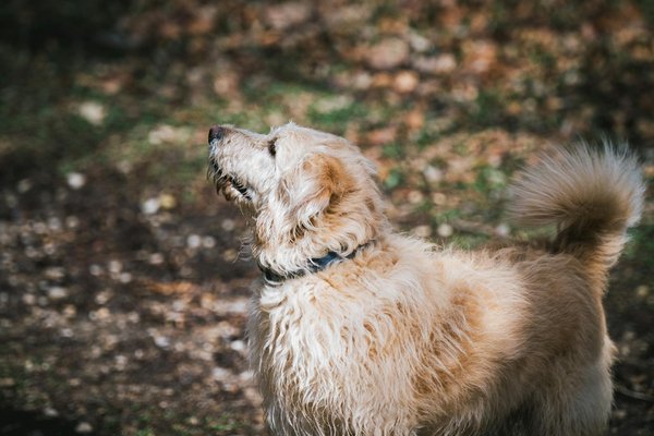 5 avantages de choisir une assurance pour votre chat